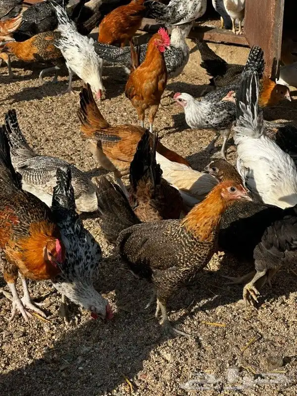 دجاج فيومي منوع بلدي العدد الباقي من المجوعه 300 1