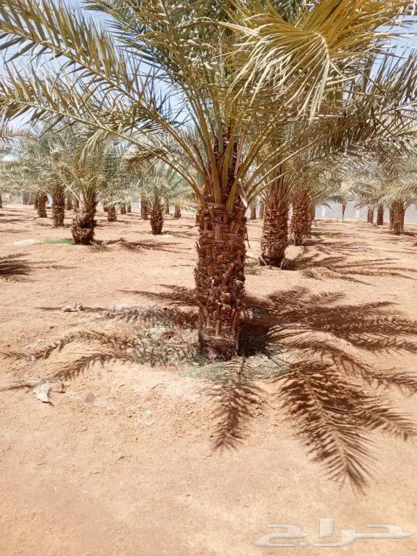 ابو ناجي لزراعه وتوريد أشجار النخيل والزيتون 16