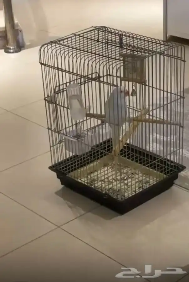 ببغاء درة هولندي نادر اللون متكلم 2