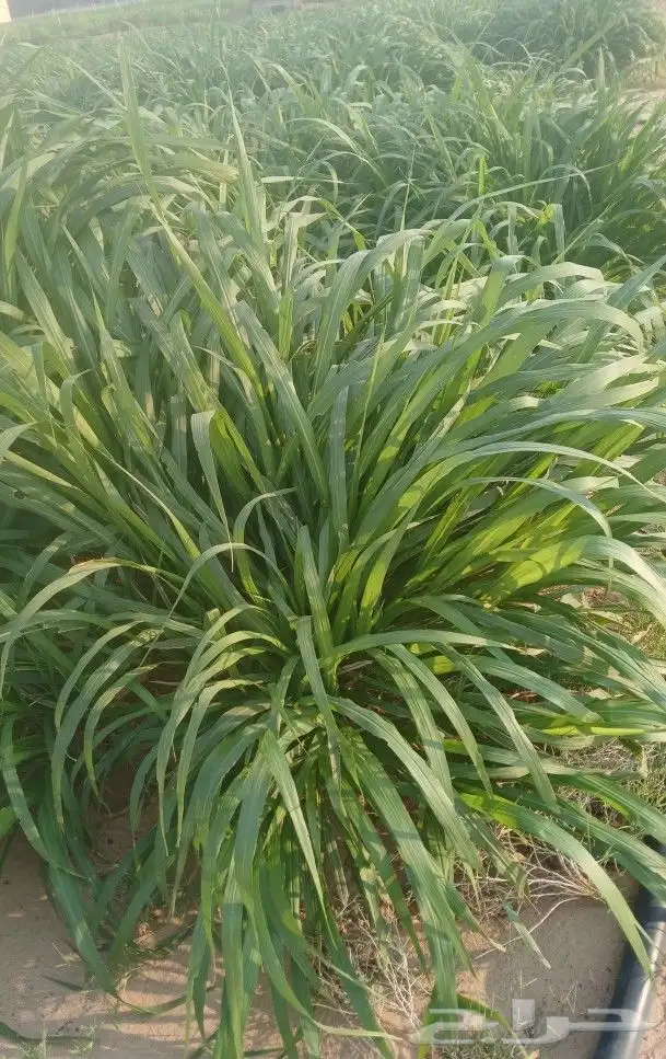 السلام عليكم ورحمه الله وبركاته يوجل لدينا شتلات نيب الفيل 0