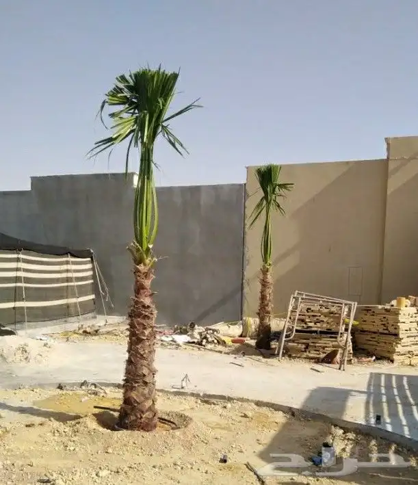 نخيل.واشنطنيا.للبيع 4