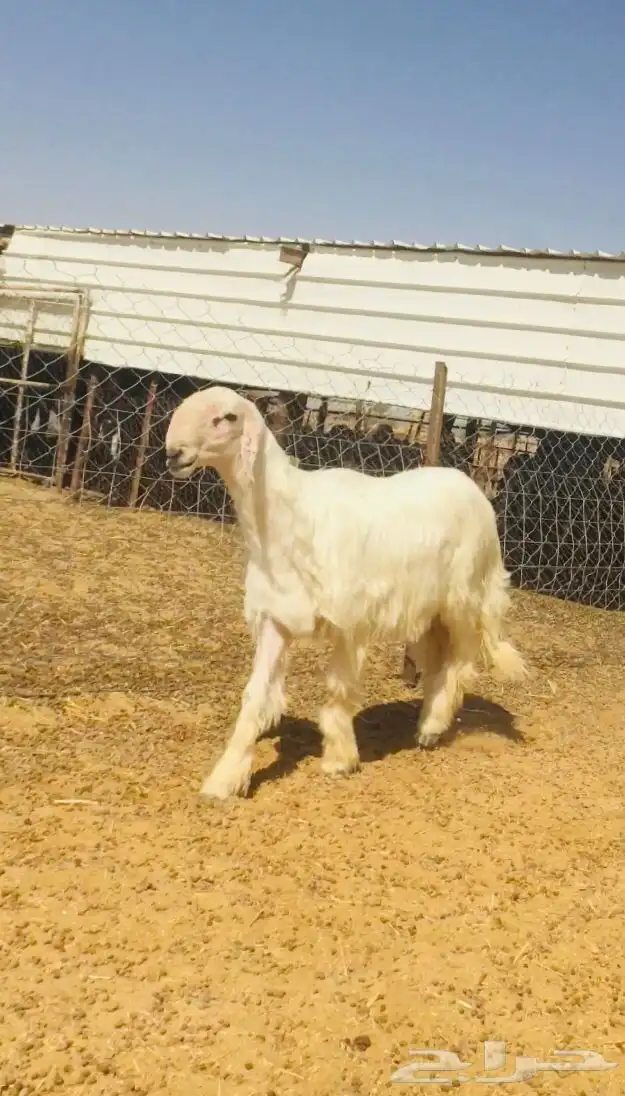 فحل عيسي فاخر جدا( صور جديده) 16