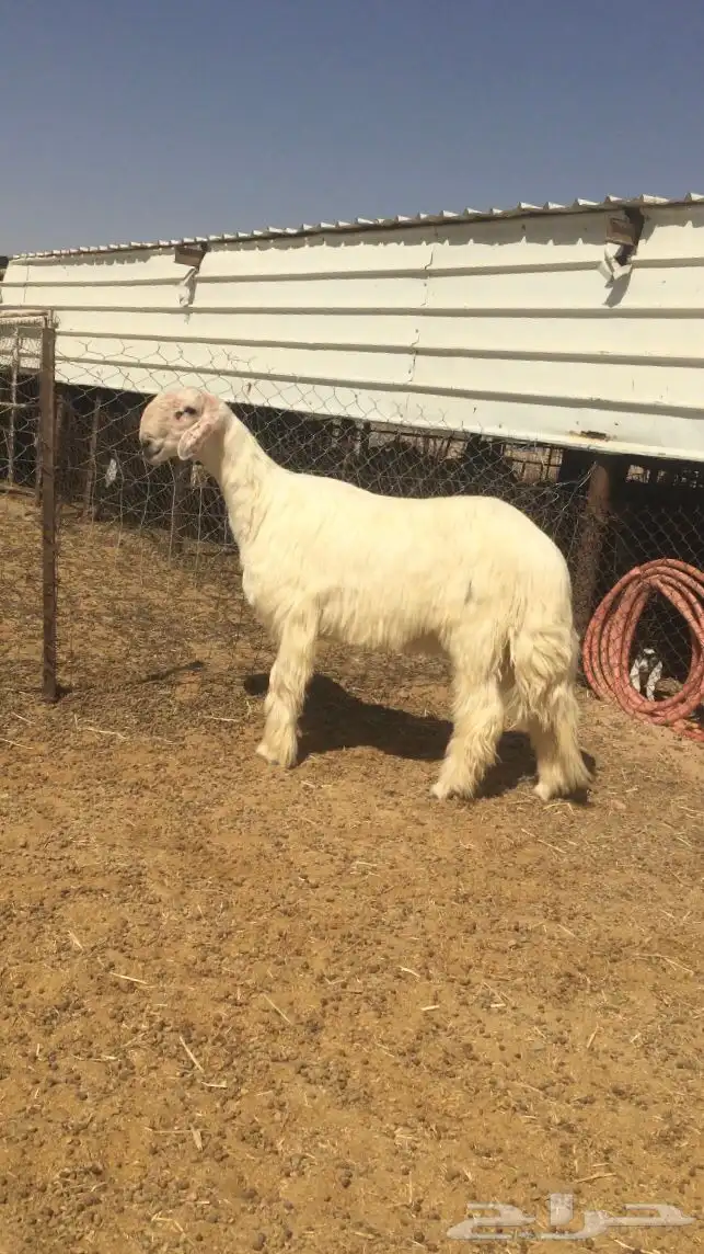 فحل عيسي فاخر جدا( صور جديده) 15