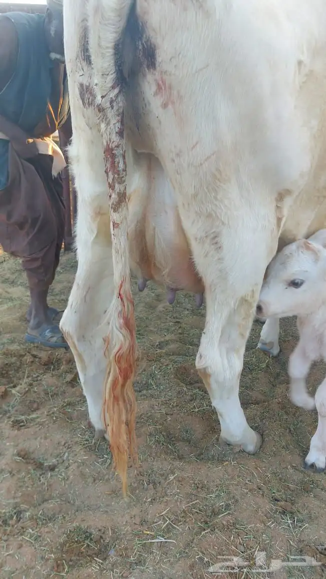 بقر الماني من سلالة بقر الراشد(( البقرة ولدت )) 5