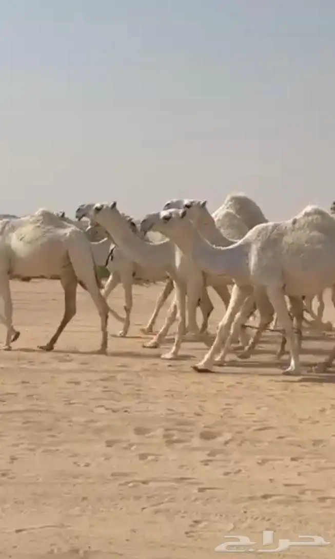 ذود ابل وضح اشباب كككفو وطيبه للبيع 0