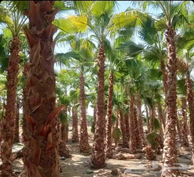 نخل ملوكي ملكي درجه اولى في جده واخارج جده جمبع المقاسات متو 5