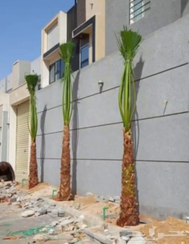 نخيل طيب للبيع 1