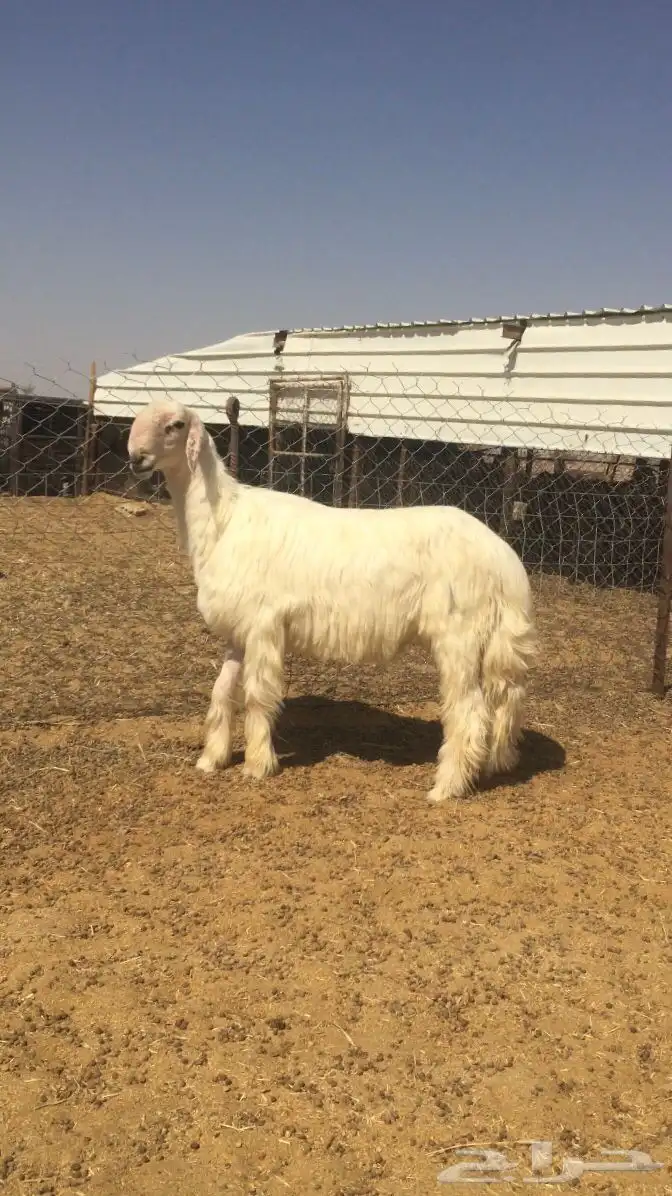 فحل عيسي فاخر جدا( صور جديده) 19