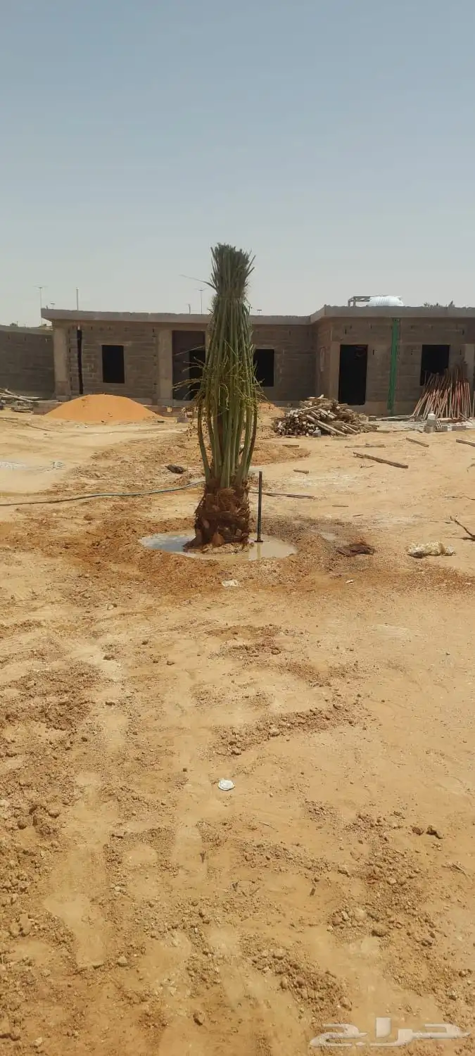 نخل اللبيع 9