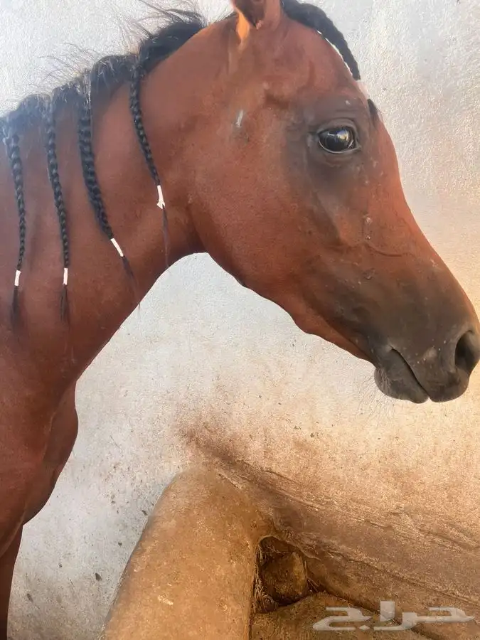 مهره عربيه شعبيه جميله جدا  جاهزه للعسف 4