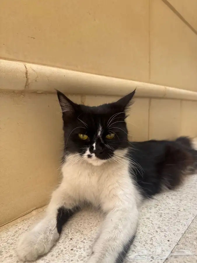 بسه للتبني ( حامل ) 1