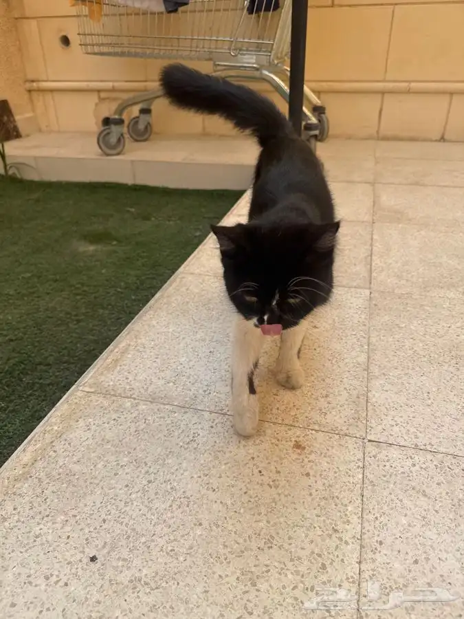 بسه للتبني ( حامل ) 0