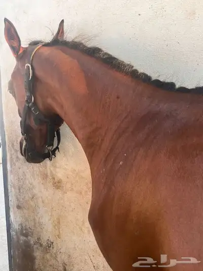 مهره عربيه شعبيه جميله جدا  جاهزه للعسف index