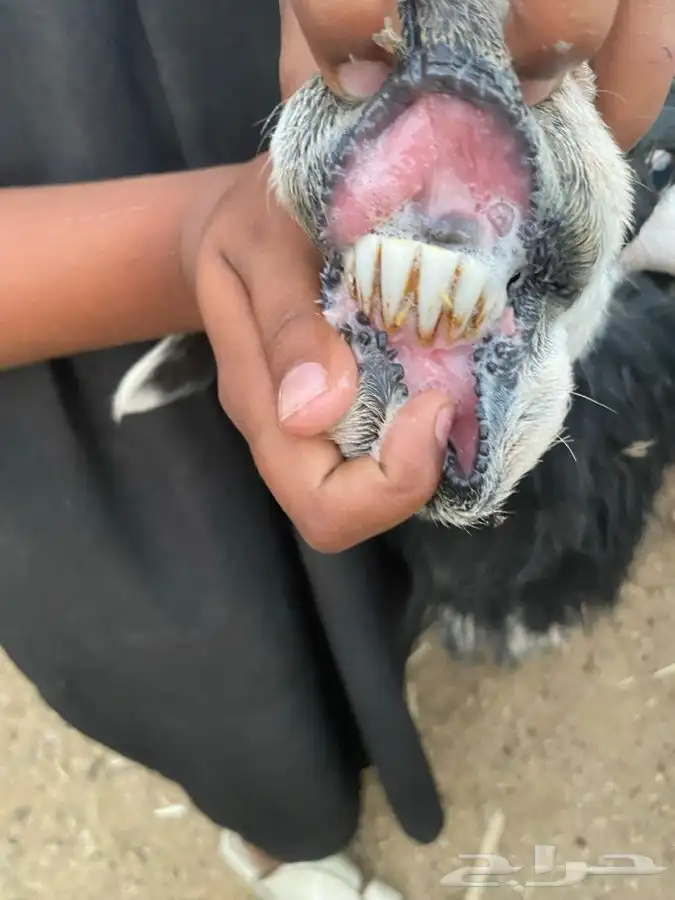 نعجه سمين حايل لايوجد بها خراج 1