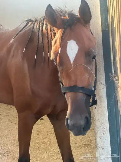 مهره عربيه شعبيه جميله جدا  جاهزه للعسف index