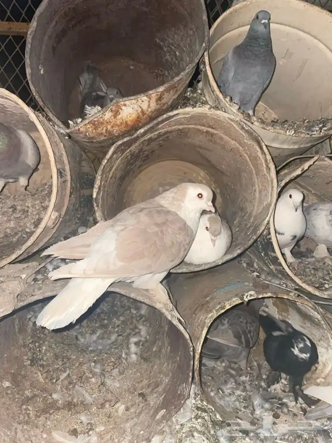 حمام شيرازي 1