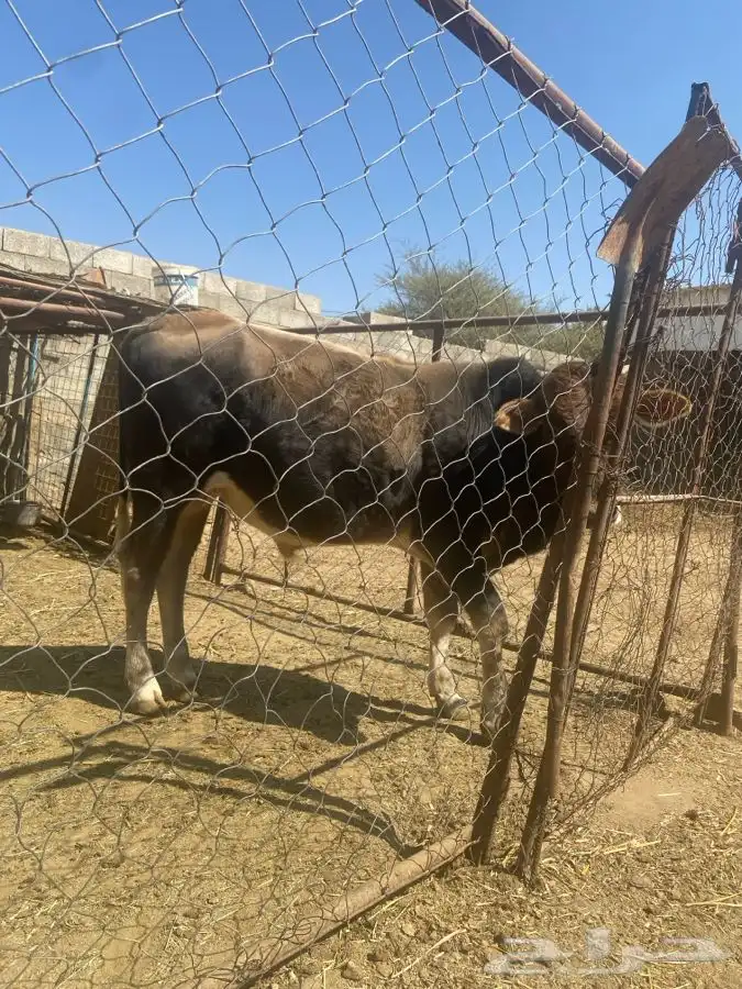 حسيل الماني عمره سنه قاطع وصف 2