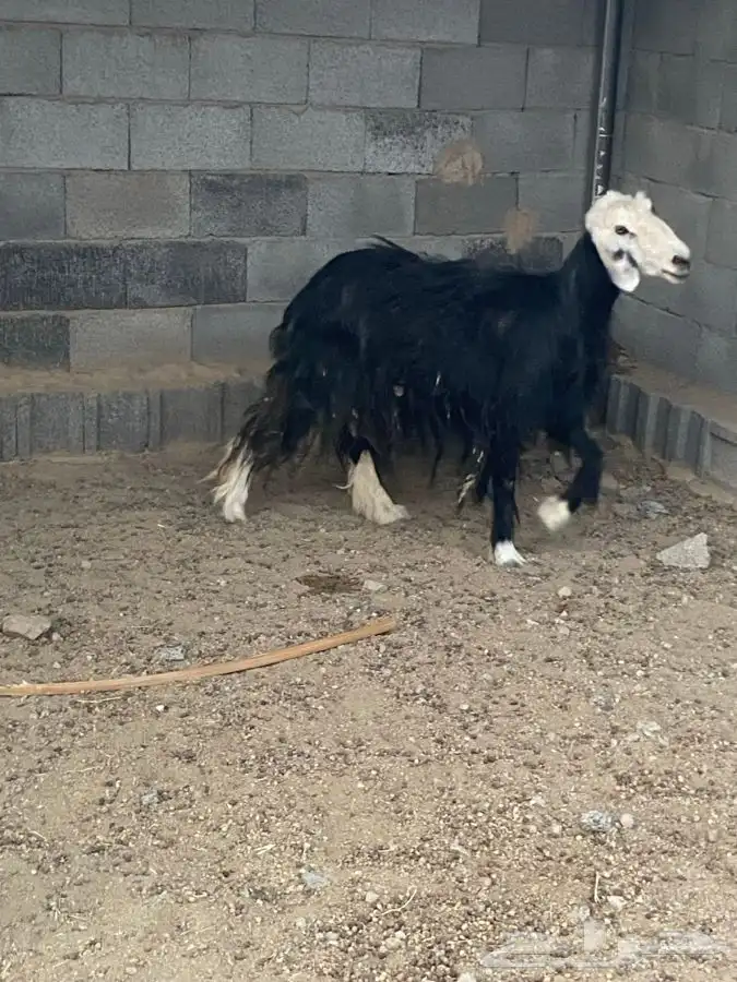 نعجه سمين حايل لايوجد بها خراج 0