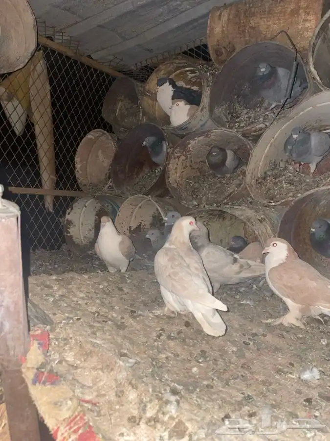 حمام شيرازي 2