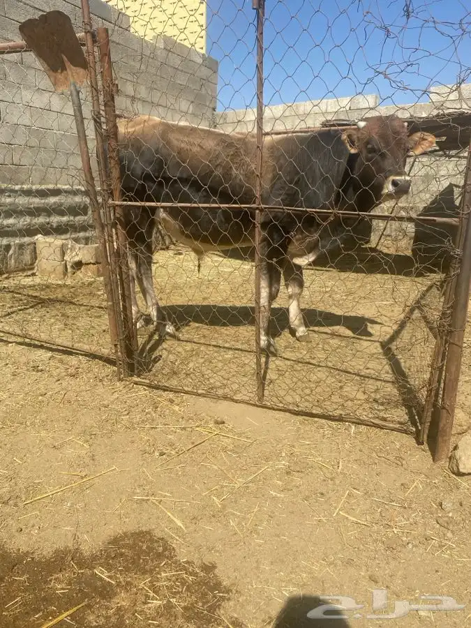 حسيل الماني عمره سنه قاطع وصف 0