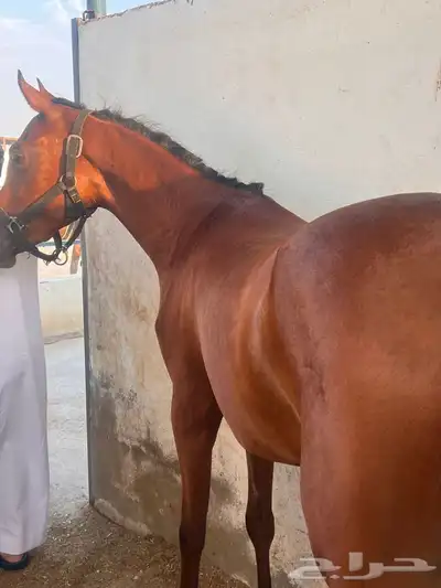 مهره عربيه شعبيه جميله جدا  جاهزه للعسف index