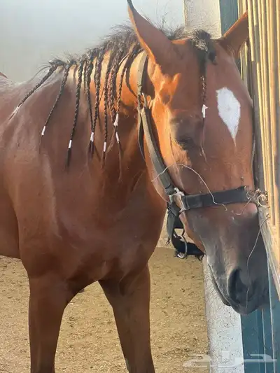 مهره عربيه شعبيه جميله جدا  جاهزه للعسف index