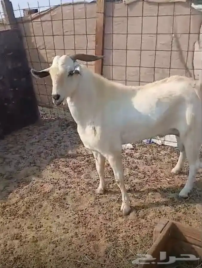 تيس بيشي صنف جرم فاخر ماشاء الله تبارك الله 12