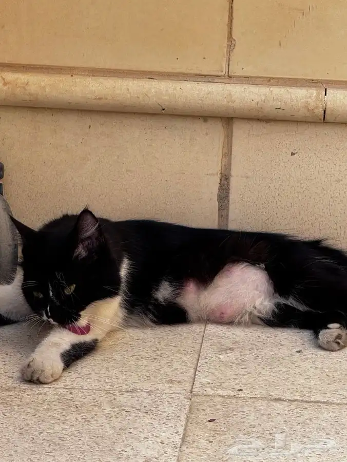 بسه للتبني ( حامل ) 2