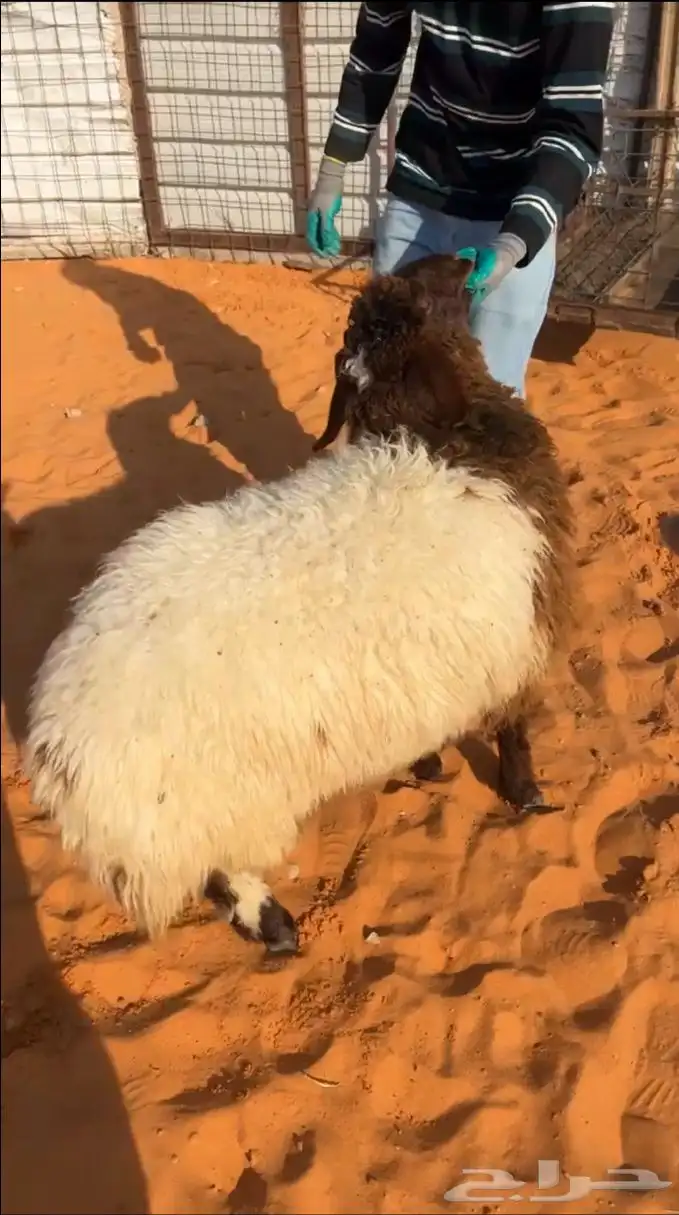 ذبايح ذبيحه نعيم هرفي جبر نعيمي وسط حري هرافي حريات لباني 2