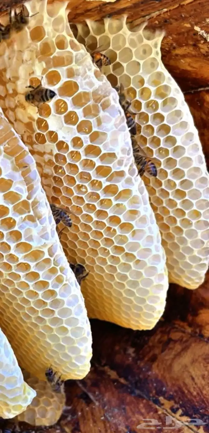 عسل سدر انتاج جديد 0