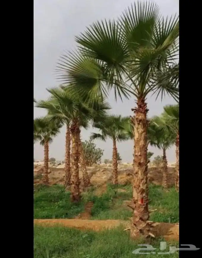 يوجد لدينا جميع انواع الواشنطن ابيض اسود غرص اسود مروحه 8