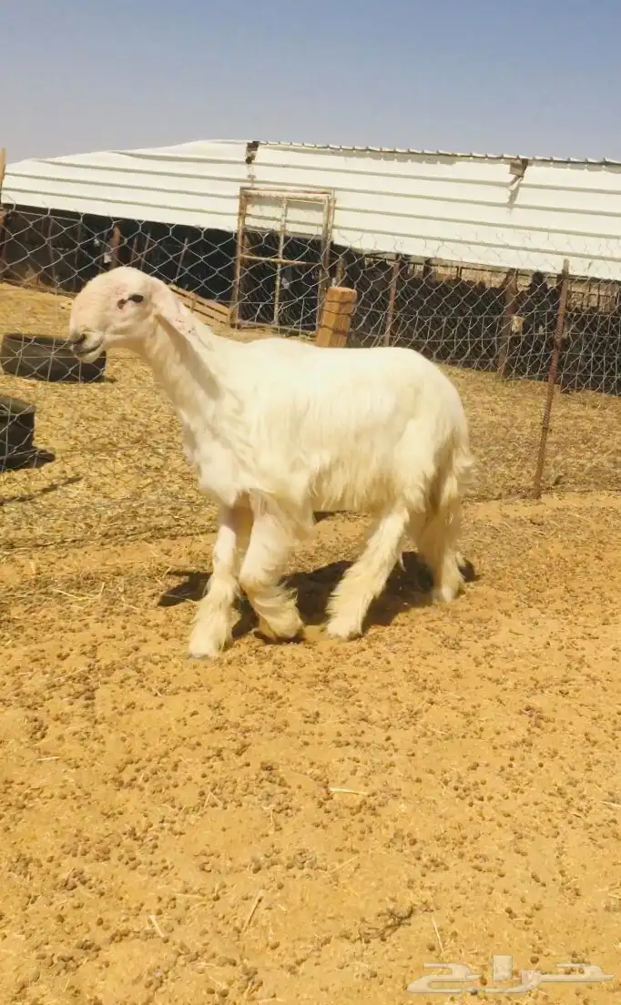 فحل عيسي فاخر جدا( صور جديده) 17