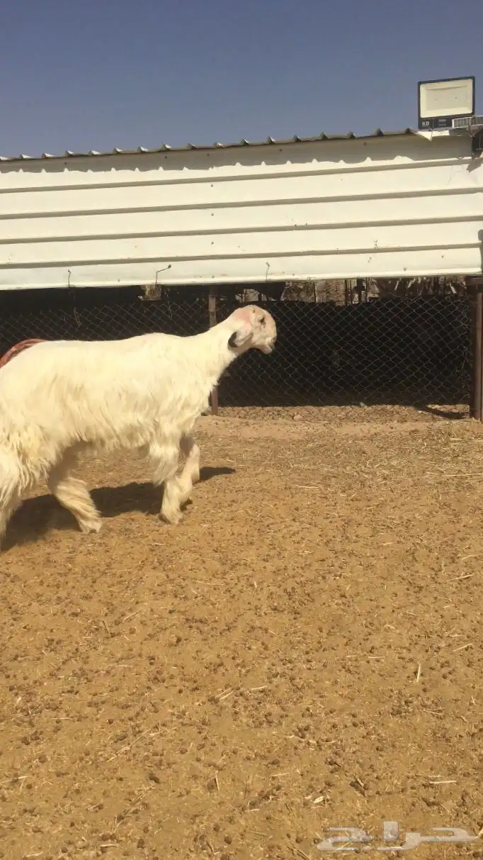 فحل عيسي فاخر جدا( صور جديده) 18