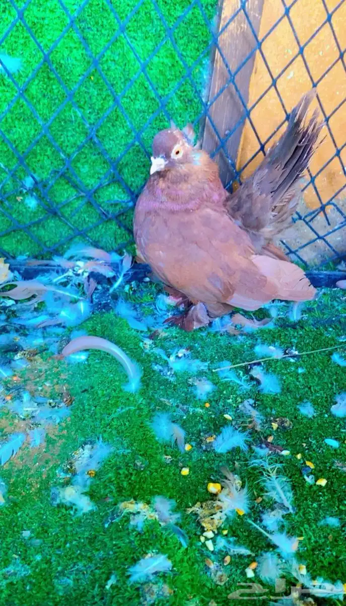 حمام كرنقو ذكر 1