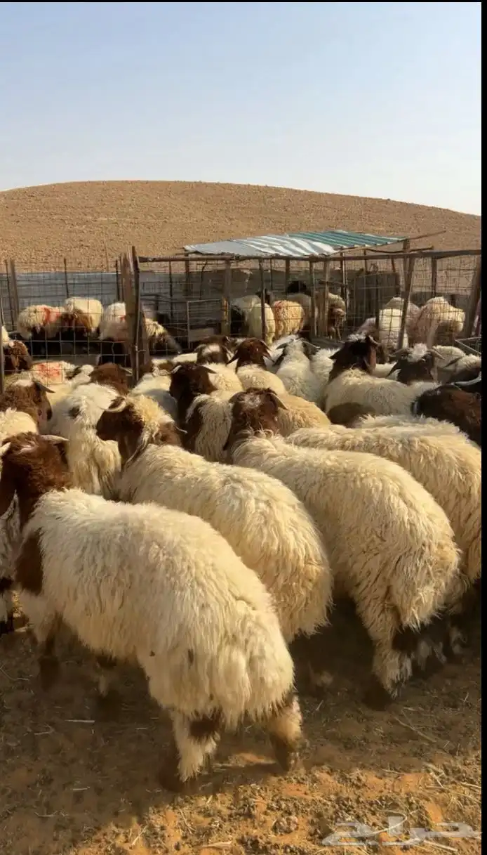 ذبايح ذبيحه نعيم هرفي جبر نعيمي وسط حري هرافي حريات لباني 3