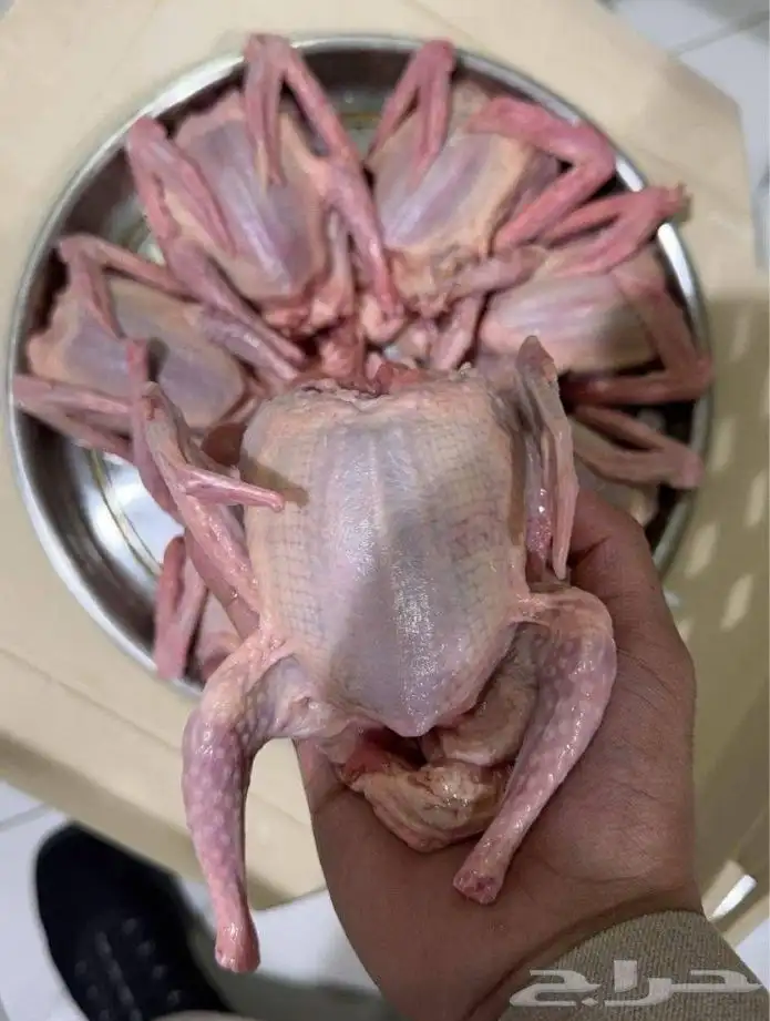 حمام على الجمر مشوي المجمعه_المستقبل 0