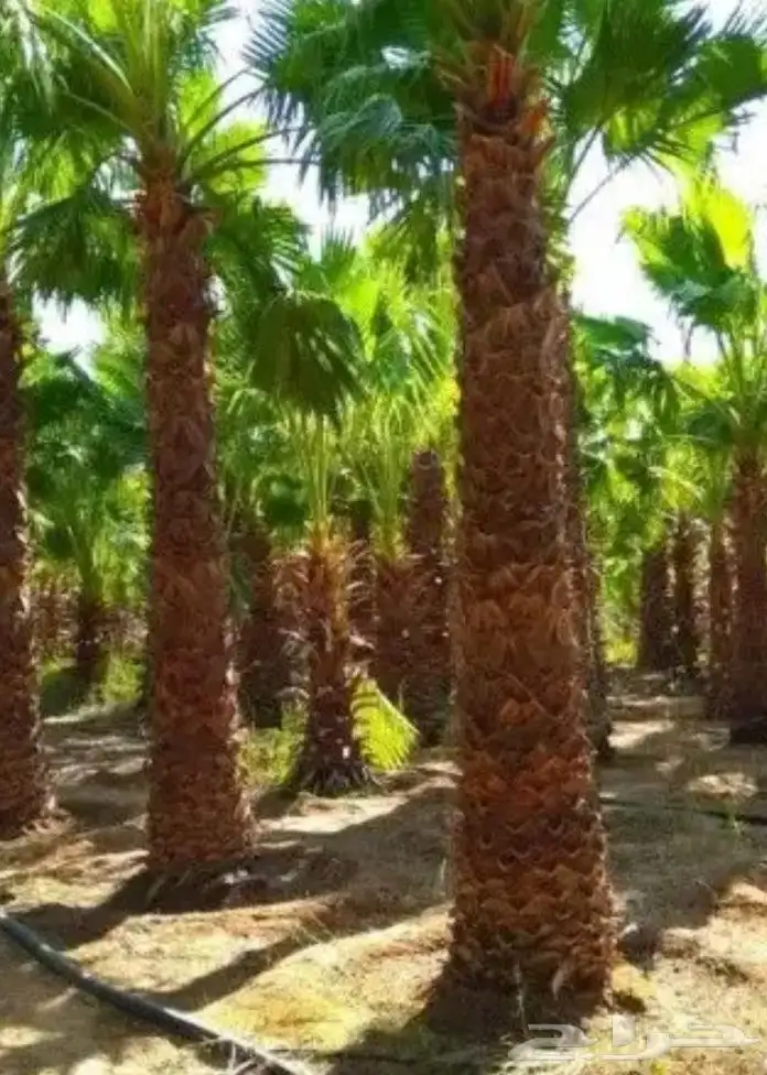 يوجد لدينا جميع انواع الواشنطن ابيض اسود غرص اسود مروحه 9