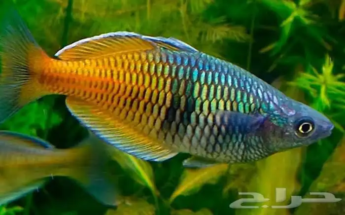 حوض سمك بكل المعدات 6