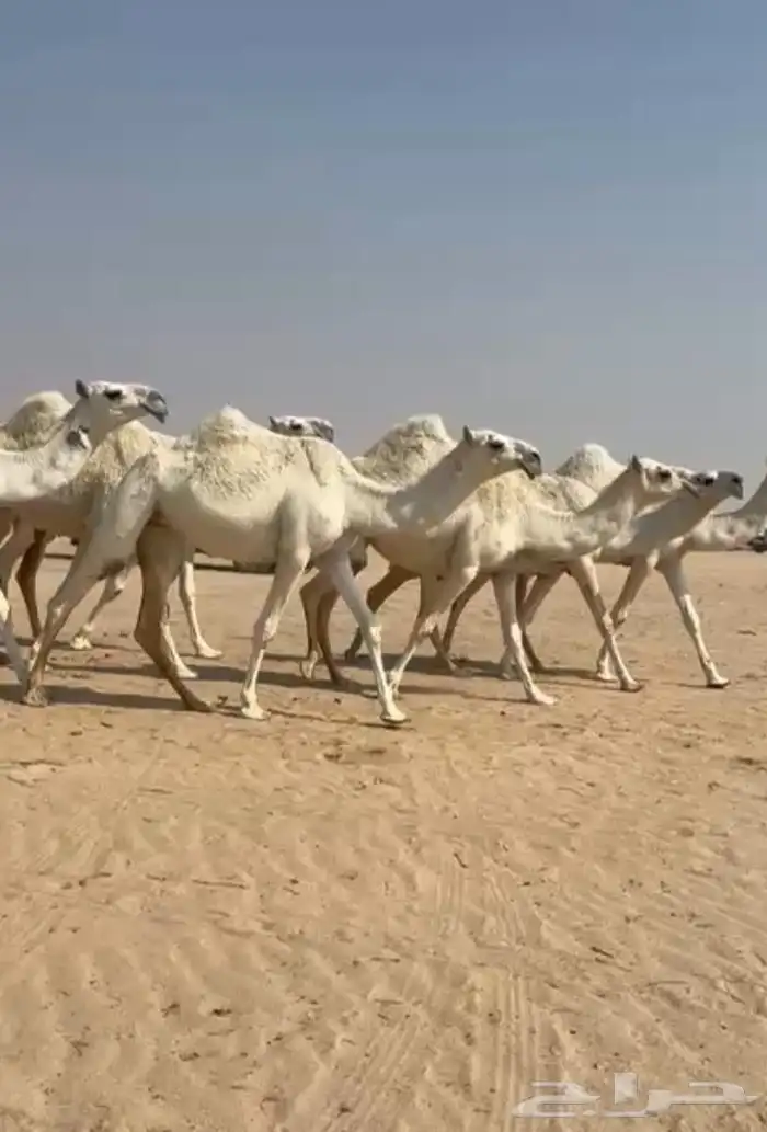 ذود ابل وضح اشباب كككفو وطيبه للبيع 1