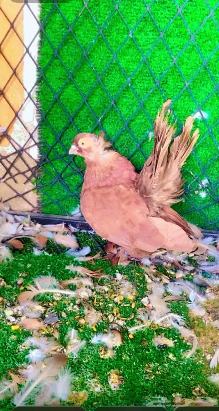 حمام كرنقو ذكر 2