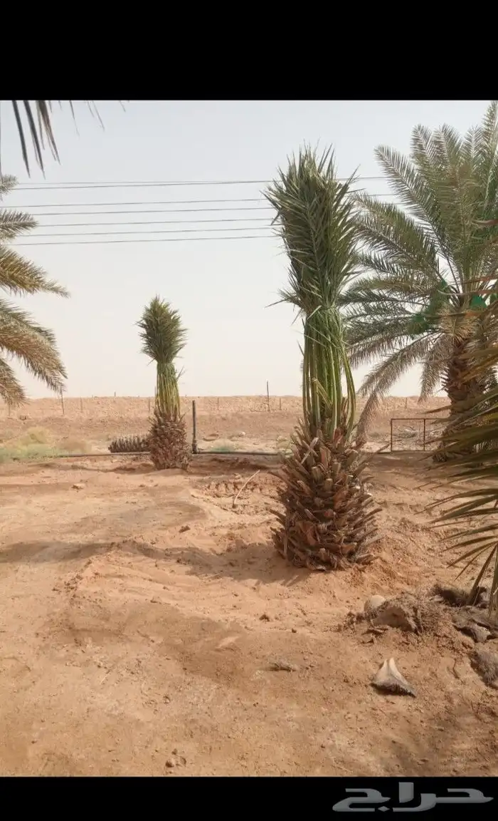 يوجد لدينا جميع انواع النخيل العربي والواشنطن بكل المقسات 0
