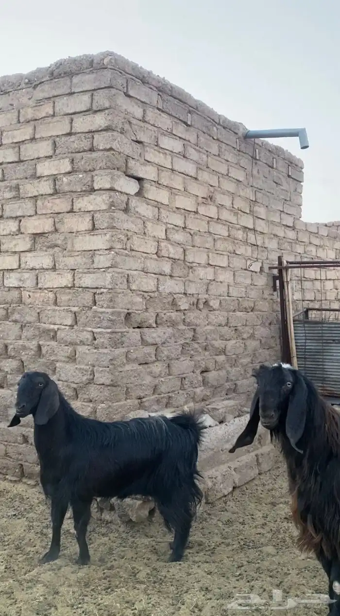 جوز قبرصي صنف 1