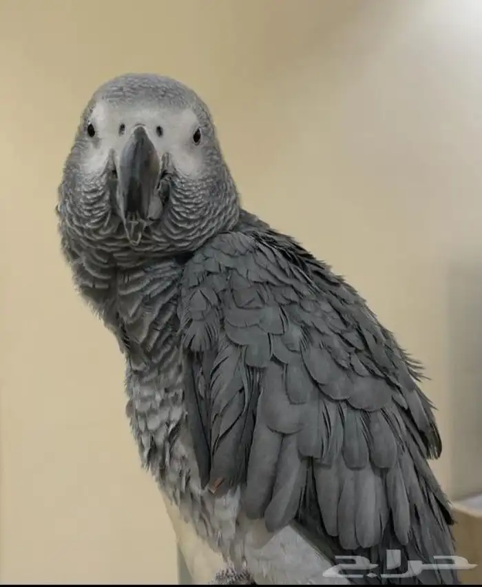 كاسكو أليف جدا جدا متكلم اكثر من 50كلمه سنه ونصف العمر 0