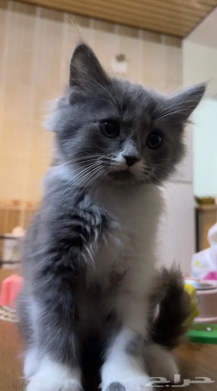 قطتين كيتن 1