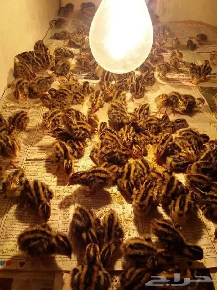 سمان ياباني جامبو 2