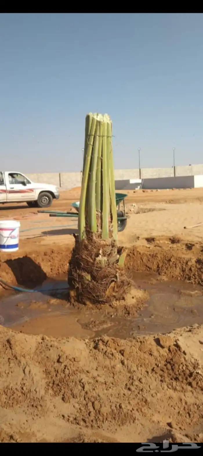 يوجد لدينا جميع انواع النخيل العربي والواشنطن بكل المقسات 4