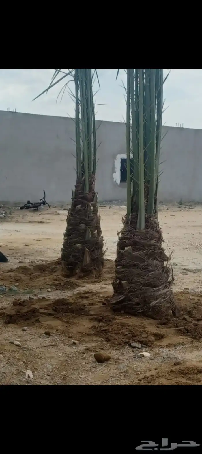 يوجد لدينا جميع انواع النخيل العربي والواشنطن بكل المقسات 5