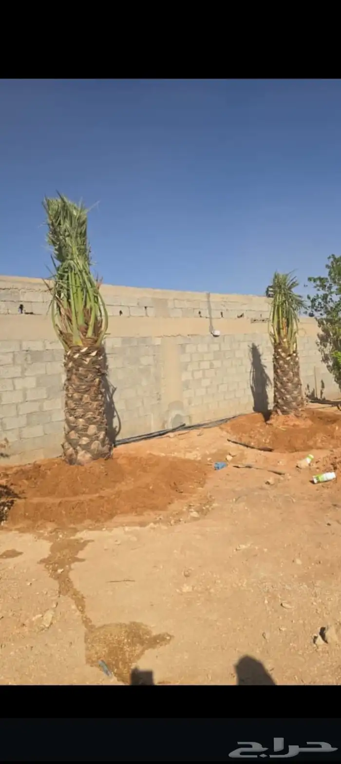 يوجد لدينا جميع انواع النخيل العربي والواشنطن بكل المقسات 5