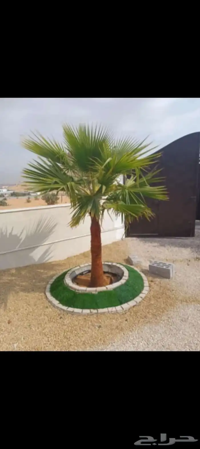 يوجد لدينا جميع انواع النخيل العربي والواشنطن بكل المقسات 0