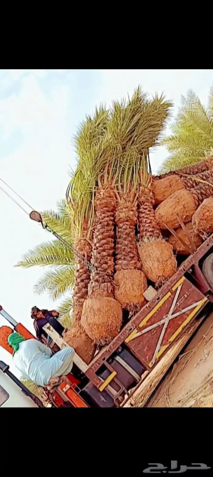 يوجد لدينا جميع انواع النخيل العربي والواشنطن بكل المقسات 1